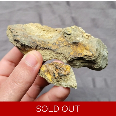 Rare Tyrannosaurus Rex T-Rex Vertebra Bone Shard Fossil Theropod Dinosaur